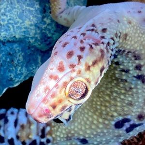 Meet your Posher, Abi